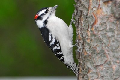 Downy Woodpecker  (Male)