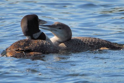 Common Loon, (Parent with Fledgling)