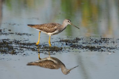 Lesser Yellowlegs