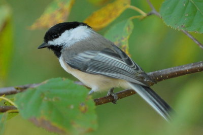 Black-capped Chickadee