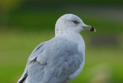 Ring-billed Gull