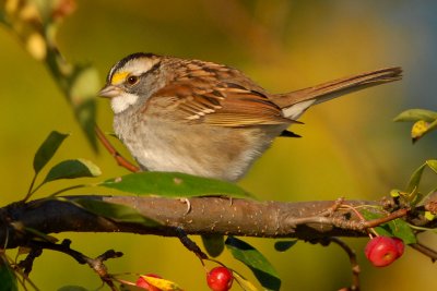 White-throated Sparrow