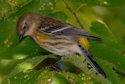 Yellow-rumped Warbler