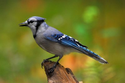 Blue Jay