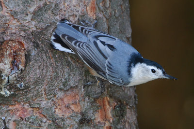 White-breasted Nuthatch