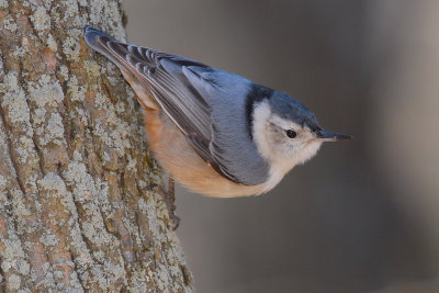 White-breasted Nuthatch