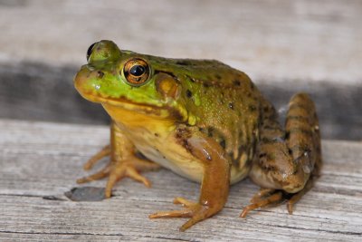 Young Bullfrog