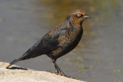 Rusty Blackbird (female)