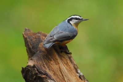Red-breasted Nuthatch