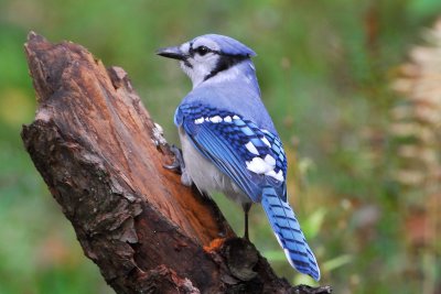 Blue Jay