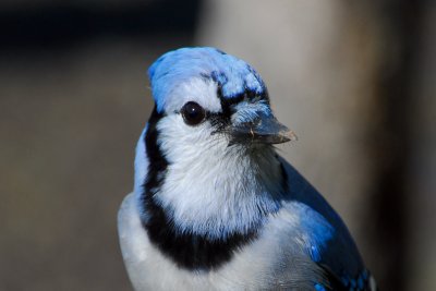 Blue Jay