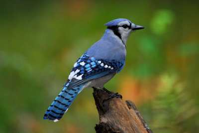 Blue Jay