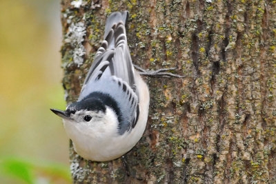 White-breasted Nuthatch