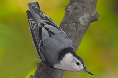 White-breasted Nuthatch