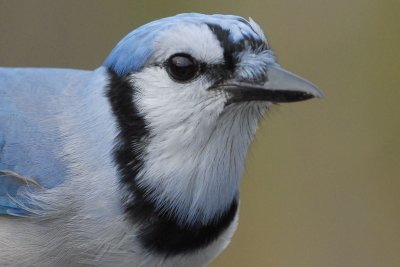 Blue Jay