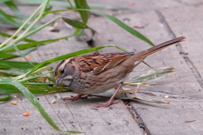 White-throated Sparrow