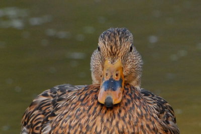 Mallard