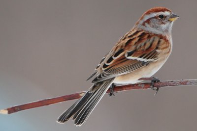 American Tree Sparrow