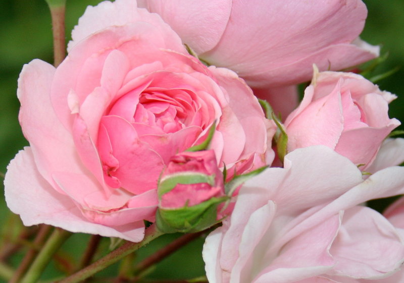 Pink roses with bud
