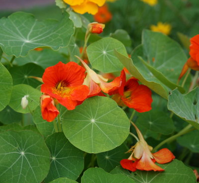 Leaves with stars and orange flowers