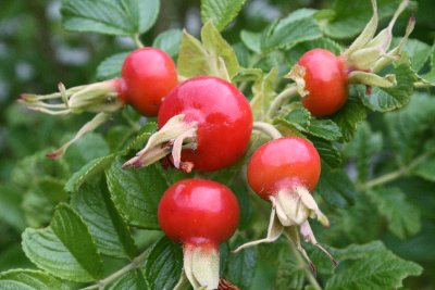 Nype= Rose Hips