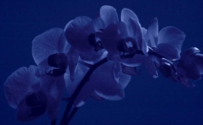 Orchid in moonlight