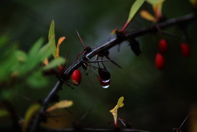 Tree of Scarlet Berries