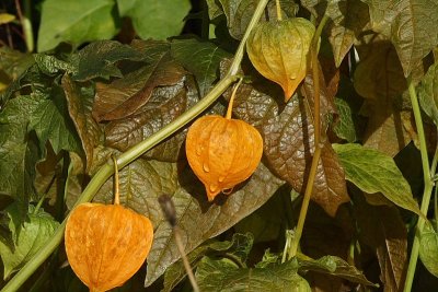 Chinese lantern