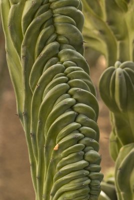 Cactus crest