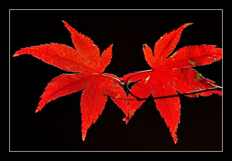 Japanese Maple