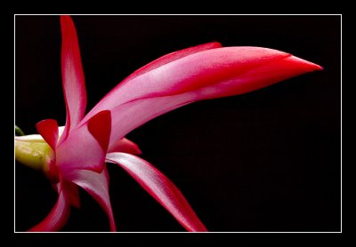 Christmas Cactus