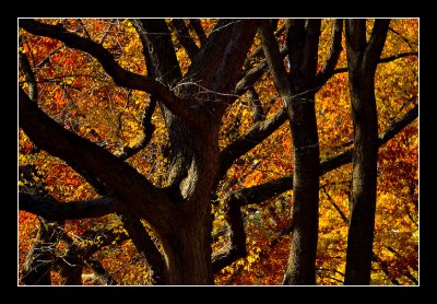 Old Trees