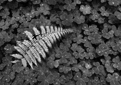 fern_black&white.jpg