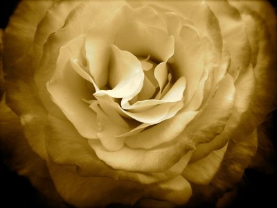 rose_antique