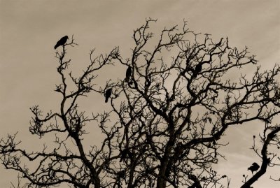 crows