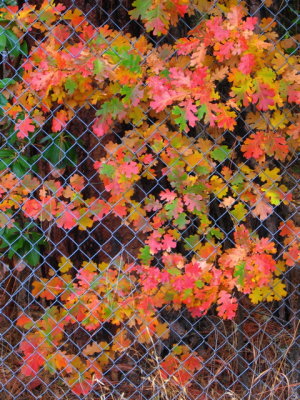 fenced leaves
