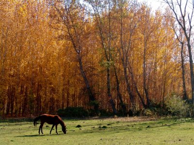 horse and trees3