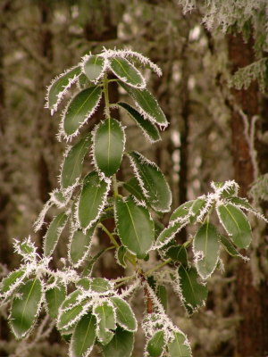 frosted madrone.jpg
