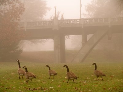 geese in the mist.JPG