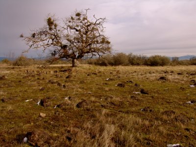 solitary oak2.JPG