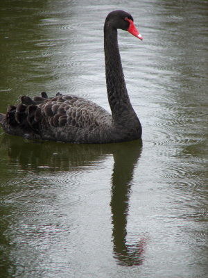 black swan.JPG