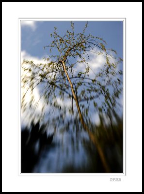 Silver Birch 1