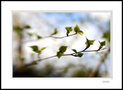 Silver Birch 3