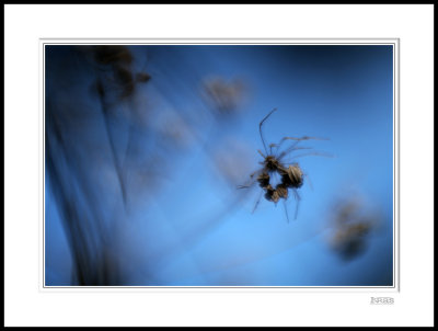 Seed Heads