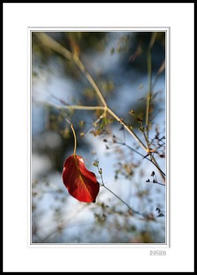 Fallen Leaf 3