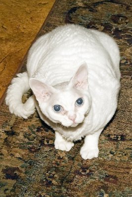 Ben & Marcy's cat Yoda