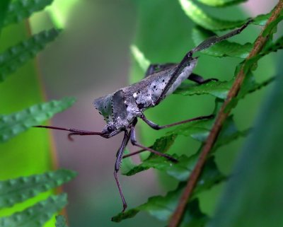 Another backyard bug