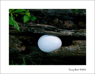 Egg in log
