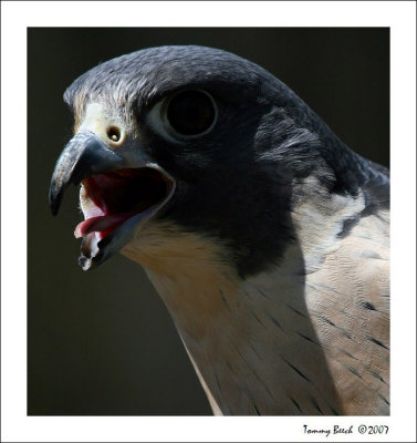 Peregrine Falcon