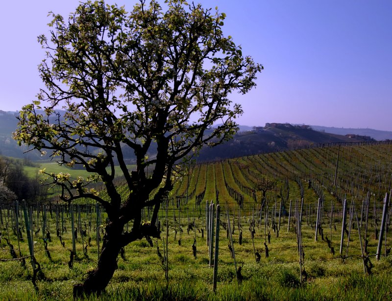 the Tree and the vines